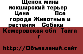 Щенок мини иокширский терьер › Цена ­ 10 000 - Все города Животные и растения » Собаки   . Кемеровская обл.,Тайга г.